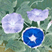 Toshio Matsuo Gallery